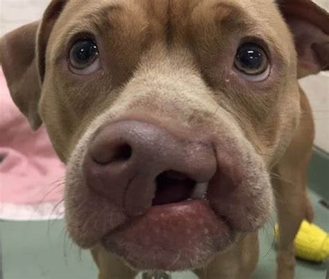 Pit Bull-I. . Dogs with deformities for adoption